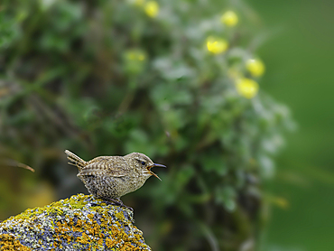 Northern house wren (Troglodytes aedon) on rock covered with lichen