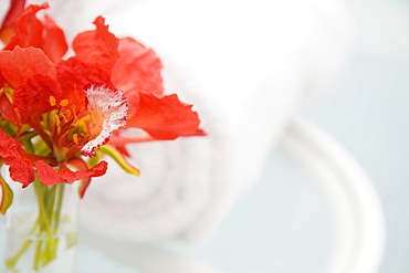 Tropical flowers in vase