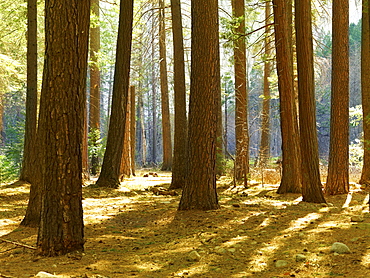 Tranquil forest scene