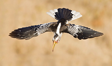 Bird in flight