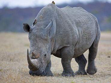 Rhinoceros grazing on grass