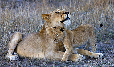 Female lion with cub