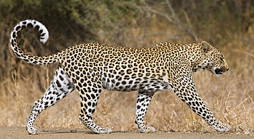 Leopard walking