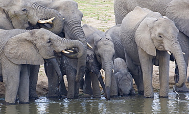 Elephants drinking water