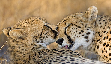 Cheetahs cleaning each other