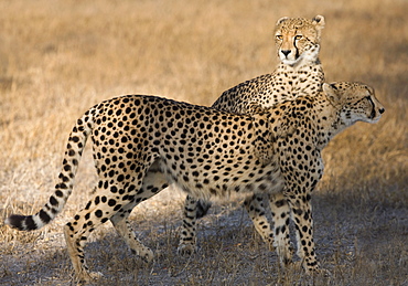 Cheetahs standing in field