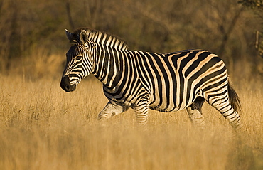 Zebra walking in grass