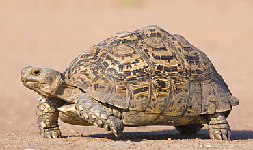 Tortoise walking in sand