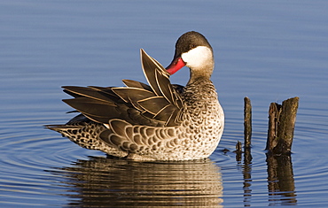 Duck preening feathers