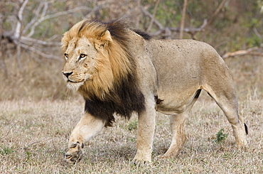 Lion walking in field