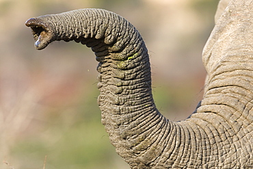 Close up of elephantâ€™s trunk