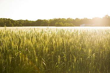 Sunny rural field