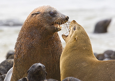 Parents and baby seals, South African Fur Seal, Namibia, Africa