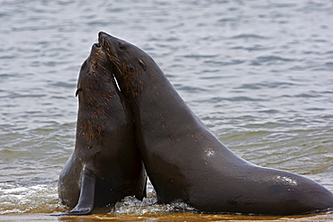 South African Fur Seals in water, Namibia, Africa