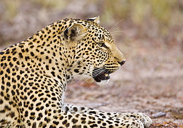 Leopard laying on ground, Greater Kruger National Park, South Africa