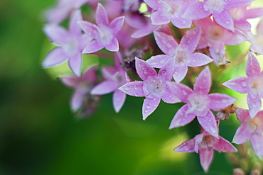 Raindrops on penta flower