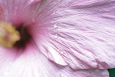 Close-up of wet hibiscus flower