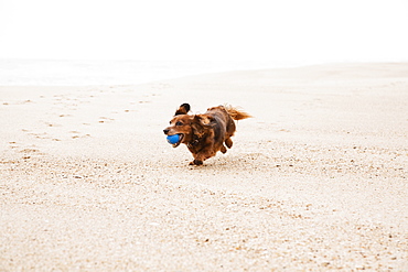 Happy dachshund running on beach with ball in mouth