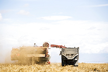 Potato harvest, Colorado, USA