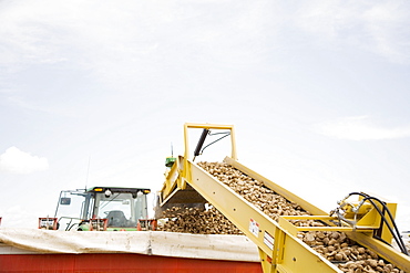 Potato harvest, Colorado, USA