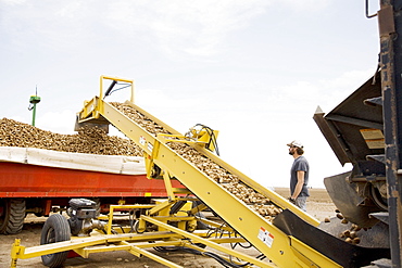 Potato harvest, Colorado, USA