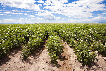 Field of potatoes, Colorado, USA