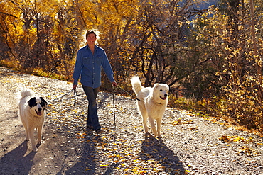 Woman walking her dogs in forest, Colorado, USA