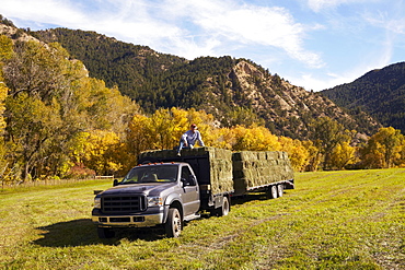 Rancher with bales of hay on his truck, USA, Western Colorado