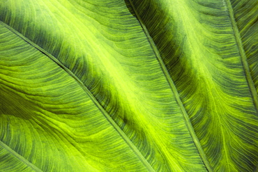 Close-up of leaf