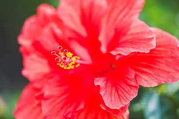 Close up of hibiscus