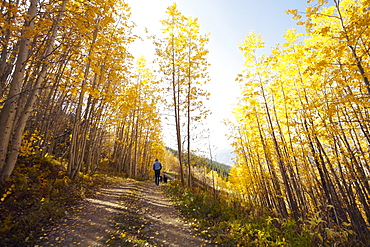 Woman walking with her dog through forest, Colorado, USA