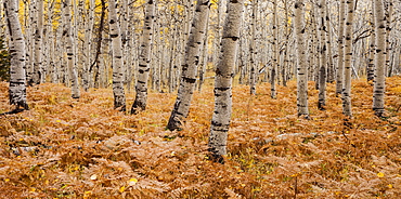 Aspen forest in autumn, Utah