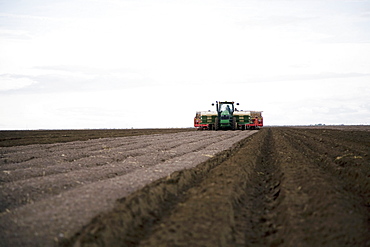 Planting potato seed, Colorado, USA