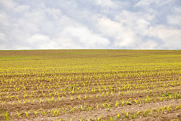 France, Rocroi, Field with sprouting corn, France, Rocroi