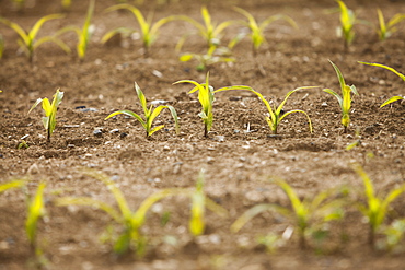 Close-up of sprouting corn, France, Rocroi