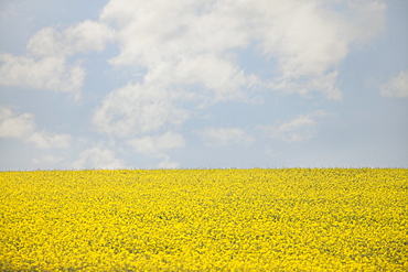 France, Rocroi, Field of blooming rape, France, Rocroi
