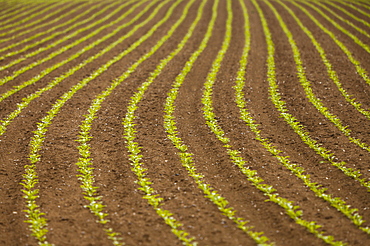 France, Rocroi, Field with sprouting corn, France, Rocroi