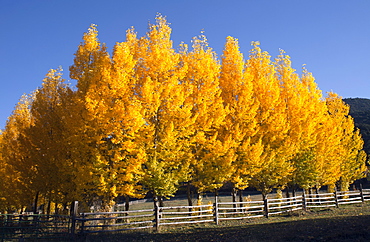 USA, Colorado, Trees in autumn foliage, USA, Colorado