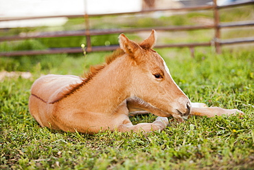 USA, Utah, Lehi, Foal lying on grass