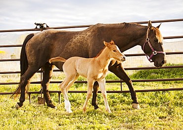 USA, Utah, Lehi, Foal with mother