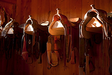 Saddles in barn