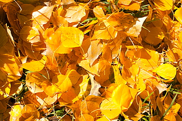 Yellow fallen leaves