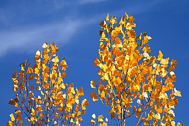 Close-up of yellow leaves against blue sky