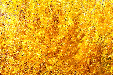 Close-up of yellow tree