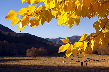 USA, Colorado, Autumn landscape with pasture in background