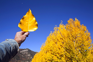 USA, Colorado, Hand holding yellow leaf against blue sky