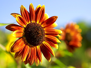 Close-up of flower