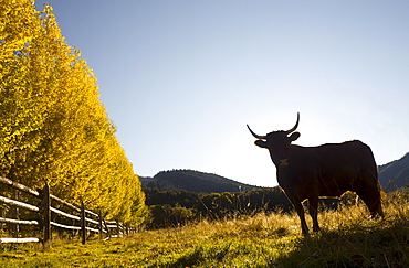 USA, Colorado, Cow on pasture