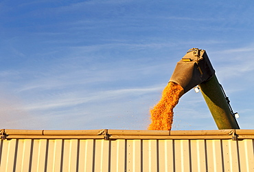 Combine harvester harvesting corn