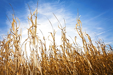 USA, Iowa, Latimer, Field of ripe corn